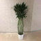 semi di bambù fortunato palma areca pianta di bambù bambù gigante palma montagna yucca pianta pisello albero del drago filodendro dell'albero gomma bonsai albero ulivo vero 20pcs