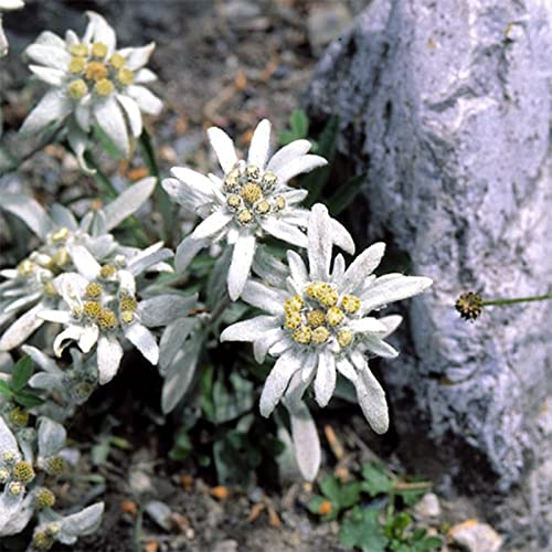 Haloppe 100 Stück Edelweiss Blumen Pflanzen Samen für Hausgarten Pflanzen, Edelweiss Samen Weiße Blume Edelweiss Samen für Garten Edelweiss Samen