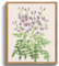 MHARTK66 Vintage Botanisch Leinwand Bilder mit Rahmen Holz, 20x25 cm Klein Wandbilder Wohnzimmer Lila Coast Swainson-Erbse Kräuterbotanik Bild Aesthetic, Wanddeko Schlafzimmer Badezimmer Büro Zimmer