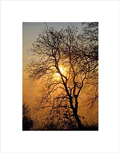 Wee Blue Coo Sunrise Backlight Silhouette Tree Black Frame Framed Art Print Picture B12X9697