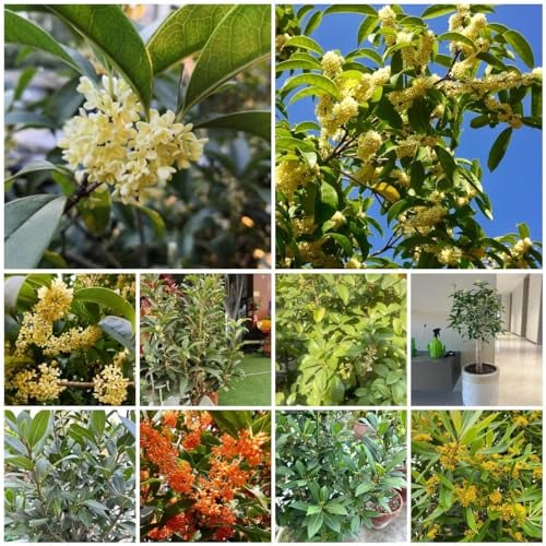 30 pcs lorbeer pflanze samen, outdoor pflanzen, bodendecker lorbeerbaum topfpflanzen für draußen, kübelpflanzen winterhart gartengeschenke, pflanzen garten winterharte balkonpflanzen