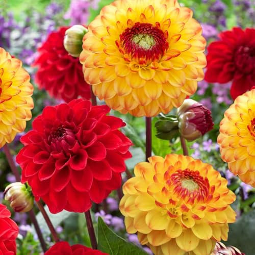 2 x Dahlia Sunny Friends – Beautiful Ball Blooms of Yellow & Red – Summer Flowering Bulbs – Perennials – for Your Beautiful Garden