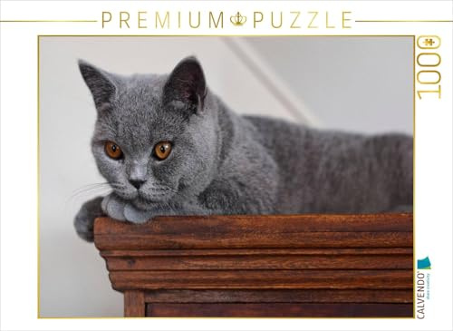 CALVENDO Puzzle EIN Motiv aus dem Kalender Bärige Schmusetiger - Britisch Kurzhaar/CH-Version | 1000 Teile Lege-Größe 64 x 48 cm Foto-Puzzle für glückliche Stunden