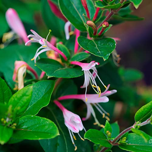 Lonicera Japonica Red World | Japanese Honeysuckle Garden Climber Plant in 9cm Pot