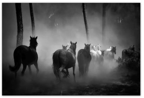 Foto, Poster, Wandkunst, Dekoration, 155 x 105 cm, Herde von Wildpferden, Nr. H8666M_PL1DB