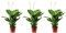 3er Set Einblatt Spathiphyllum 3-5 Blüten/Knospen T13 H50