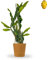 Bloomify® Drachenfrucht Pflanze Draga gelb | 80-110 cm hohe Pitahaya | pflegeleichte Pitaya für Kübel oder als Zimmerpflanze | süße Früchte & schöne Blüten