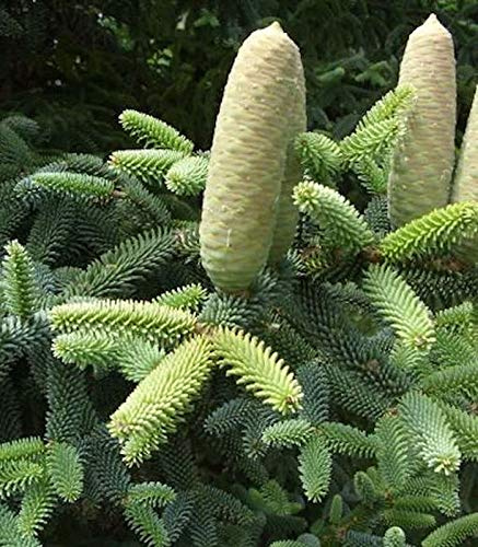 Blaugrüne spanische Tanne 50-60cm - Abies pinsapo - lebende Gartenpflanze aus den Baumschulen