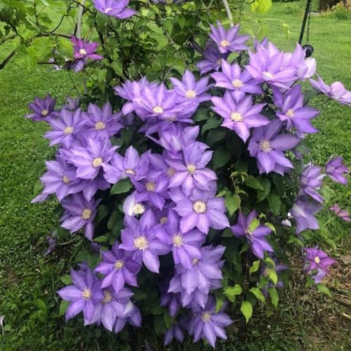 Selten Clematis-Rhizom, Überraschend wachsend, Winterhart Mehrjährig, Geeignet für Frühling und Herbst, Kein Gießen Erforderlich, Leicht Zu ZüChten-4 Rhizom-D