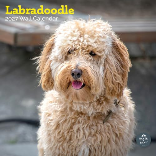 Labradoodle Kalender 2024 | Quadratischer Wandkalender | 16 Monate | Baker and Bray