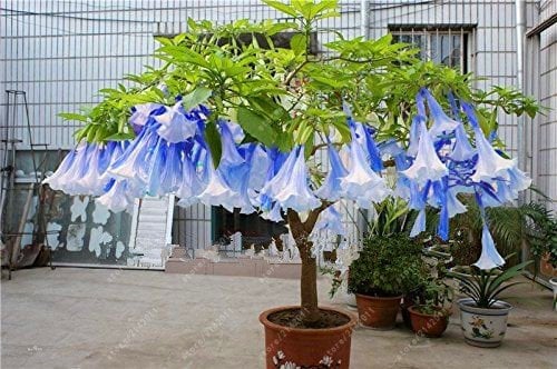 Brugmansia Semi, Brugmansia Nano Angelo Trombe Bonsai Semi di Fiori, RARA Pianta in Vaso per la casa giardino 15 Confezione da 100