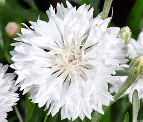 FIORDALISO BIANCO NR.200 SEMI
