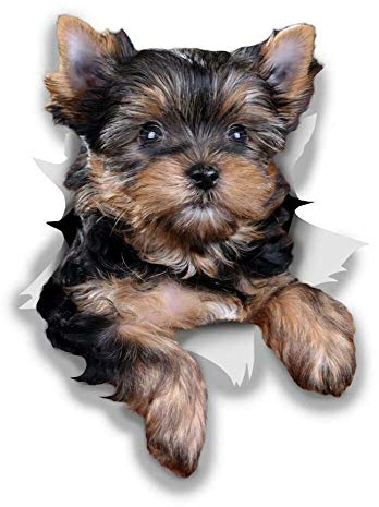 Sticker-Designs 10cm! Klebe-Folie Wetterfest Made-IN-Germany Yorkshire Terrier dunkel-braun schwarz Hund D778 UV&Waschanlagenfest Auto-Aufkleber Profi-Qualität!