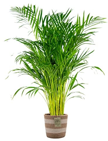 Bloomique - Dypsis Lutescens - Palmier Areca - Plante d’intérieur - Dépolluante - Sans danger pour les animaux - 100-110 cm de haut - Panier en jute 21 cm