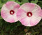 100 PC/bag Hibiscus rosa Blumensamen schöne gaint Hibiskuspflanzen Hof Bonsai Topf Blumensamen für Hausgarten