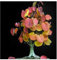 Shop Meeko Cercidiphyllum japonicum - Katsura - Bonsai - 20 Samen