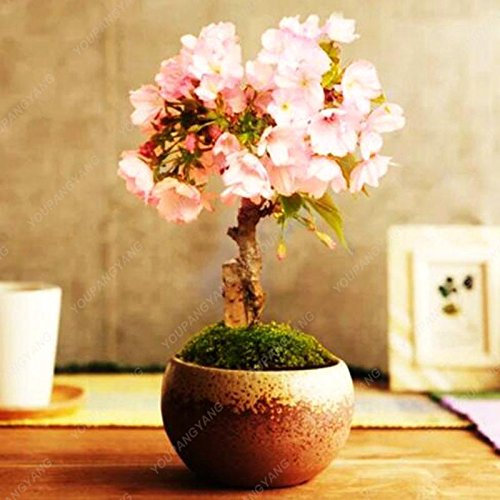 20 pieces semi -sakura ornamental bonsai bonsai flower bonsai pot plants easy to grow for the do -it -yourself house garden piano purple
