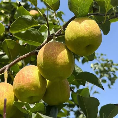 Birnenbaum Winterhart Samen, birnbaum, samen alte sorten obst samen balkon bäume kaufen, baumsamen pflanzensamen, obst samen pflanzen für draußen winterhart früchte, bio saatgut 10pcs