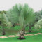 PERZOE 20 semi di palma per piante perenni rare, decorazione da giardino tropicale Cycas Semi Di Palma 20 pezzi