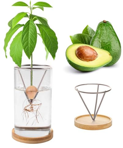 Kit de culture d'avocat, graines d'avocat pour la plantation, vase avocat, vase d'avocat pour la croissance, kit de culture d'avocat, vase de culture d'avocat, vase d'avocat en verre, vase d'avocat