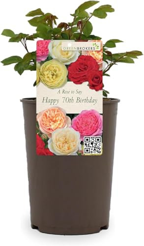 Beautiful Yellow Gift Rose - To Say Happy 70th Birthday - Gift Wrap Included | Modern Garden Hybrid Bush Rose - 3L Potted Floral Flowers