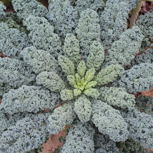 Kale ‘Eden’ F1 Seeds – Hardy Curly Kale, Tender Midribs, Continuous Leaf Harvest, Resistant to Bolting – Ideal for Autumn & Winter Growing, 1 x Packet 25 Seeds, by Thompson & Morgan