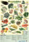 Grindstore Poster Gemüse 5 A Day 40x60cm