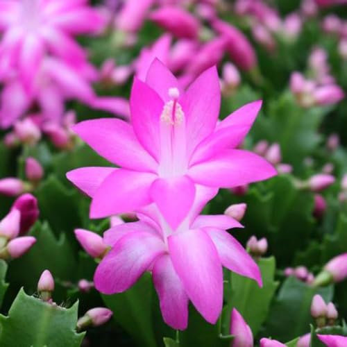 Christmas Cactus Pink Indoor House Plant in a 13cm Pot - Perfect Plant for Christmas