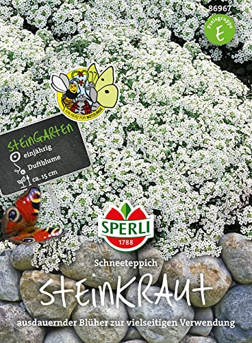 Sperli-Samen Steinkraut (Duftsteinrich) Schneeteppich