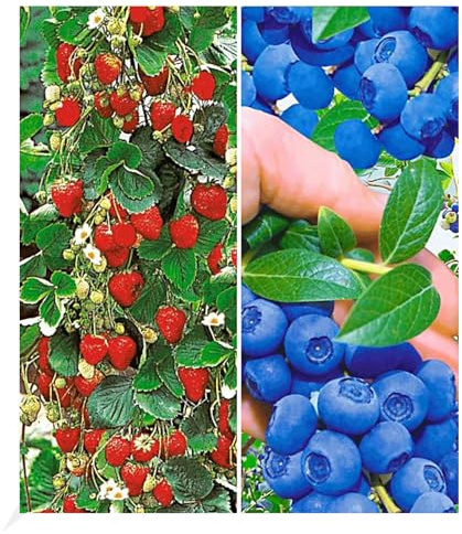 BALDUR Garten 4er Beeren-Kollektion, Pflanzen im Topf