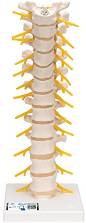 3B Scientific® Brustwirbelsäulenmodell – Flexible menschliche Brustwirbelsäule auf Stativ, Langlebiges PVC + Smart Anatomy App (5 Jahre Garantie)