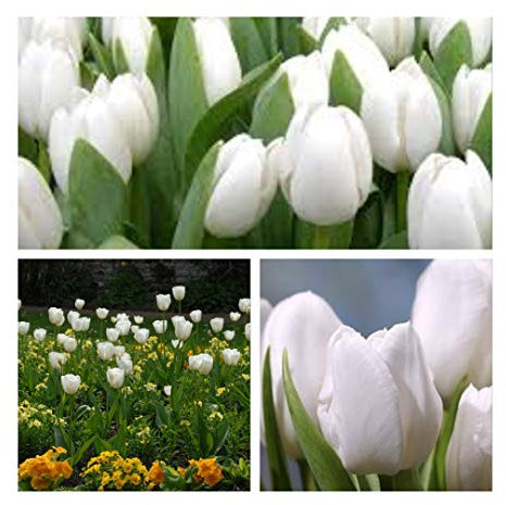Humphreys Garden Triumph Tulip White Dream x 30 Bulbs Size 10/11