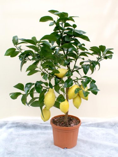 Lemon Tree (Four Seasons)