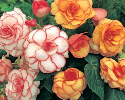Pack x3 Begonia 'Picotee Mixed' Quality Summer Flower Bulbs