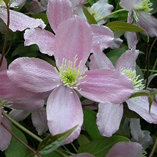 Clematis Montana 'Fragrant Spring' 15cm Deep Pot Size