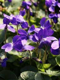 VIOLA Queen Charlotte (viola mammola) profumo dolce perenne fiore 3 SEMI
