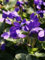 VIOLA Queen Charlotte (viola mammola) profumo dolce perenne fiore 3 SEMI