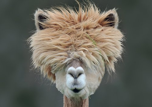 -3-er Packung: Postkarte +++ GEO +++ von modern times +++ WOLLIGES NEUWELTKAMEL +++ BK.EDITION GEO © JOENSSON, Kerstin/picture allianc