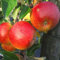 Apfelbaum Cox Orange Renette schwachwachsend 1jährige Spinde 80-120 cm im 5 L Topf Unterlage M9