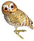 Old World Christmas Eulen Glas geblasene Ornamente für Weihnachtsbaum Pygmy Owl, Weiß, 3¼