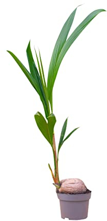 PLNTS - Palm Coconut (Cocos nucifera) - Zimmerpflanzen, Pflanzen Echt, Nachhaltige Verpackung - 21cm Topf - Höhe 85cm - Direkt von der Gärtnerei