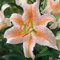 Orientalische Lilien Kollektion (2-6Pflanzen/Zwiebeln) Mix Von 3 Sorten Für Garten,3 Von Jeder Farbe,Lilien Zwiebeln Winterhart Mehrjährig,Garten Lilien Pflanzen (6Zwiebeln,C)