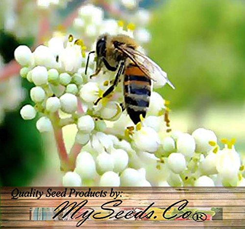 Korean Evodia, (Bee Bee-Baum), Evodia Danielli, Baum 50 Samen