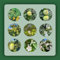 100 pezzi di albero di mele cotogne semi resistenti alberi da giardino semi resistenti biologici Cydonia oblonga, semi di piante di alberi da frutto albero bonsai giardino