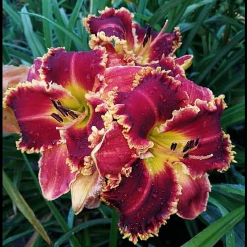 Taglilien zwiebeln,Winterhart Mehrjährig,pflegeleicht,hat leuchtende Blüten,Frühlingsblüher,eignet sich für die Innen Außendekoration,gross blumige taglilien,hemerocallis Knollen.-10zwiebeln-B