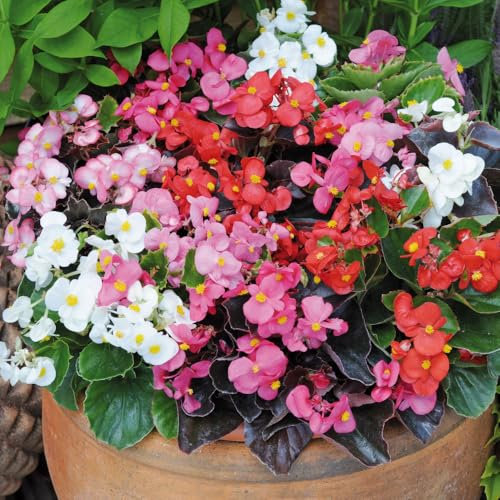 Begonia ‘Organdy Mix’ Plug Plant x 6. Vibrant Bedding Flowers. Available from Bedwen Plants