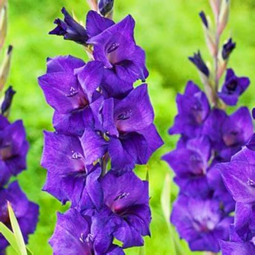 Gladiolenknolle Winterhart MehrjäHrig Gladiolen Zwiebeln Winterhart Gladiolen Knollen Gladiolen Pflanzen,Haus- und Gartendekoration-8zwiebeln-e