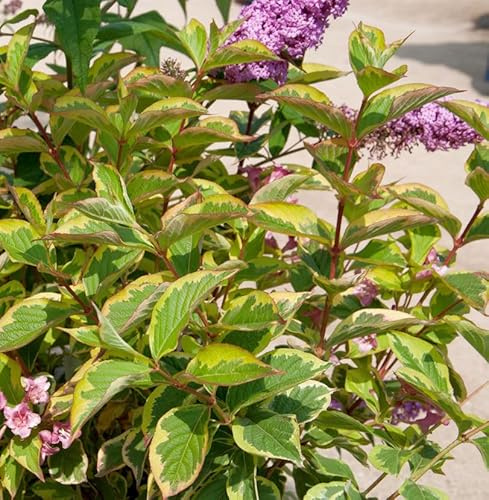 Hochstamm Weigelie Moline Rouge 80-100cm - Weigela florida - lebende Gartenpflanze aus den Baumschulen