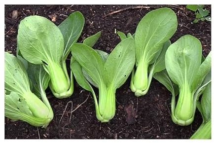 Stk - 20x Mini Pak Choi Green Fortune F1 Blattgemüse Garten Pflanzen - Samen KS92 - Seeds & Plants Shop by Ipsa