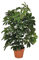 Planta artificial cheflera 65 cm altura, Catral 74010004